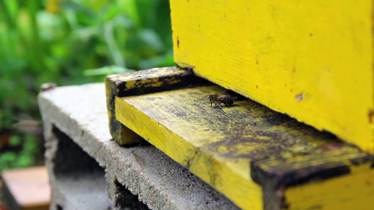 1509 abeilles
