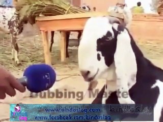 Bakra Eid Special Dubbing Faislabadiyon ki Behtareen Bakra Dubbing