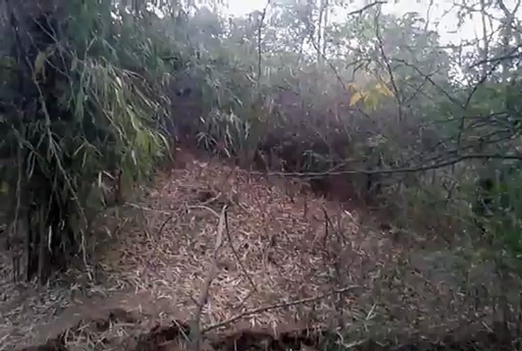 To the JUNGLE 9