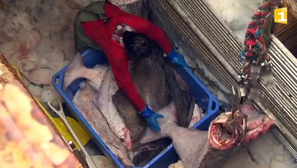 L'Atlantic Odyssey de retour de pêche avec quatre tonnes de flétan