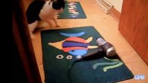 Lucu kucing✔ Lucu kucing video✔ Lucu kucing 2015 ✔lucu kucing video cobalah untuk tidak tertawa [Full Episode]