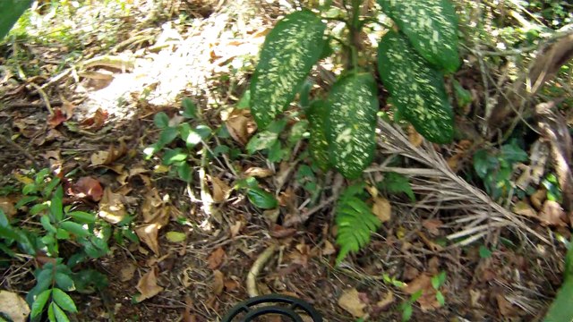 Busca e Retirada de metais ferrosos e não ferrosos das areias, Ubatuba, SP, Brasil, 2015, Parte (21)