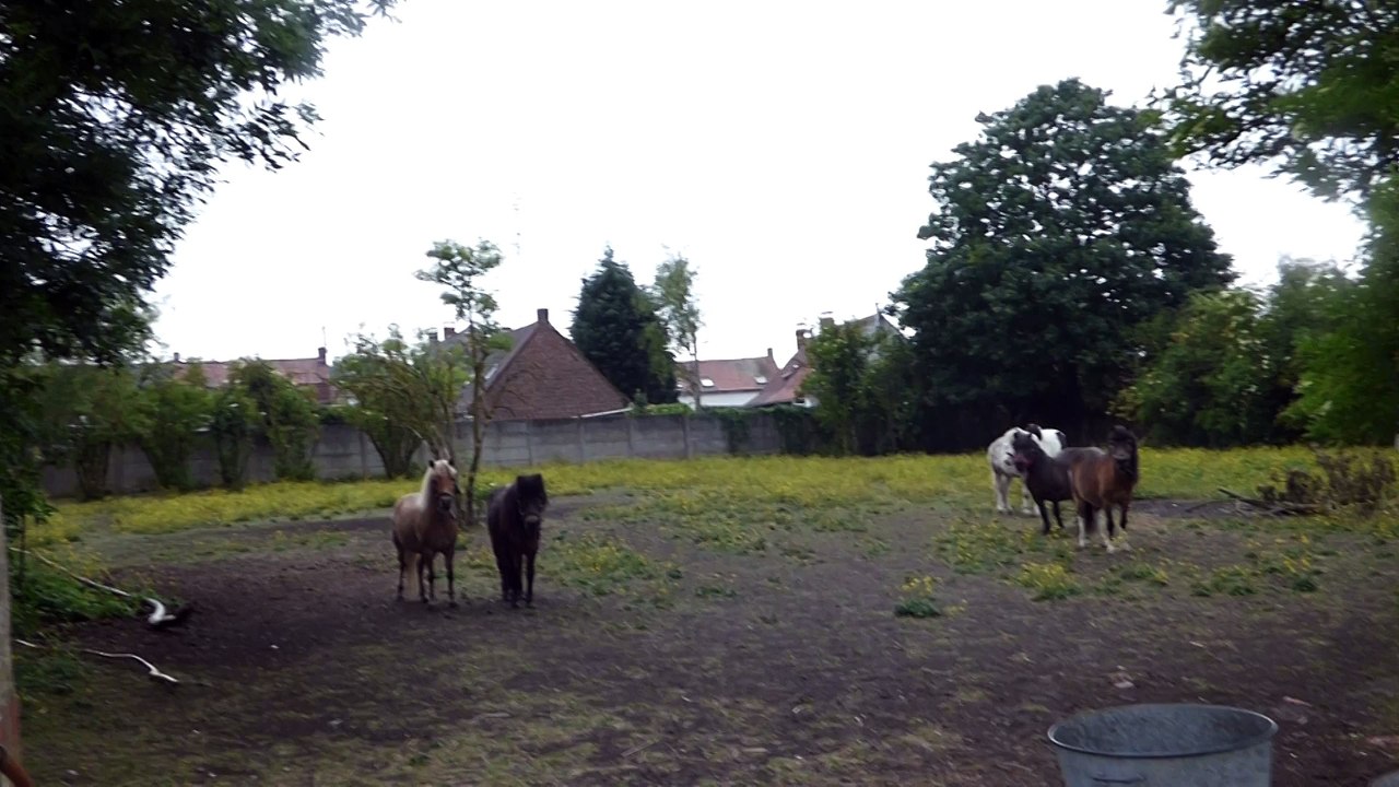 poneys 1  les écuries du dernier recours de wattrelos