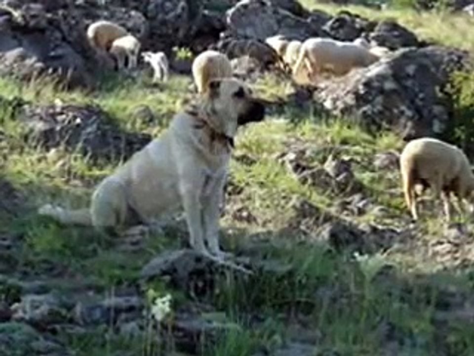 SİVAS KANGAL