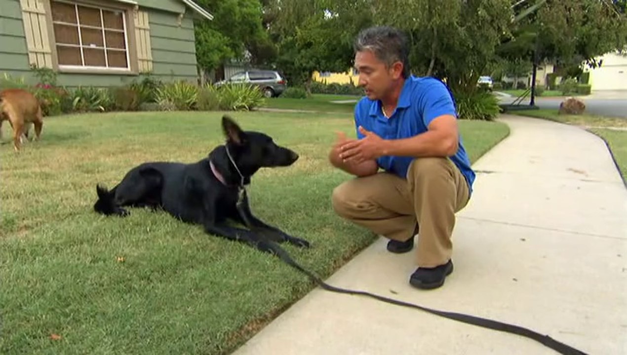 Alman Kurdu Spike ve Shetland - Çoban Kopeği Okulu