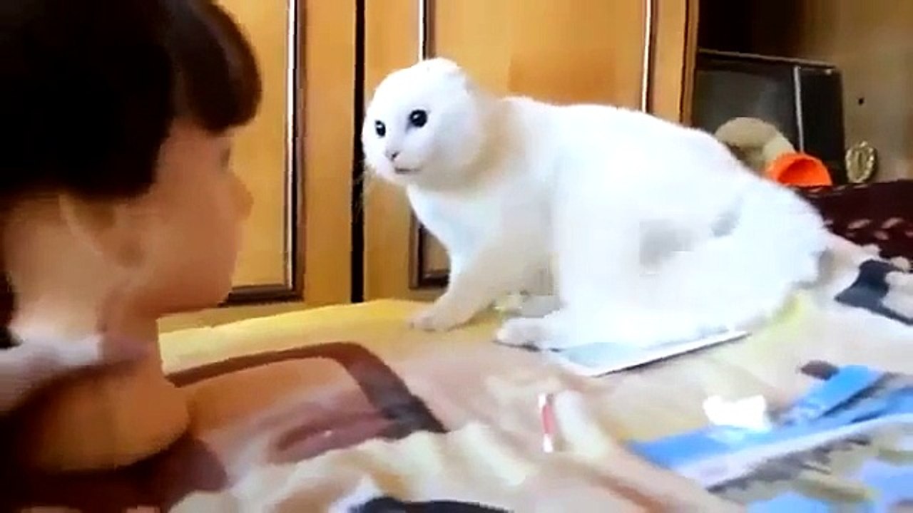 funny cat videos that will make you laugh so hard you cry for kids [Full Episode]