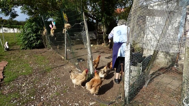 poules les écuries du dernier recours de wattrelos