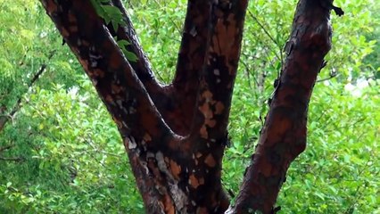 Rain Drops and Diapers - Funny Kids [Full Episode]