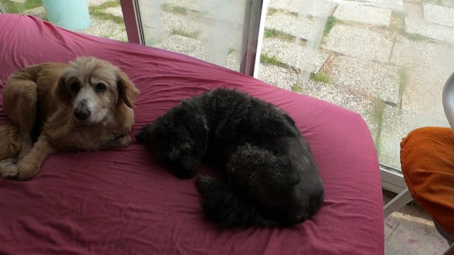 ça ronfle.ts les écuries du dernier recours de wattrelos