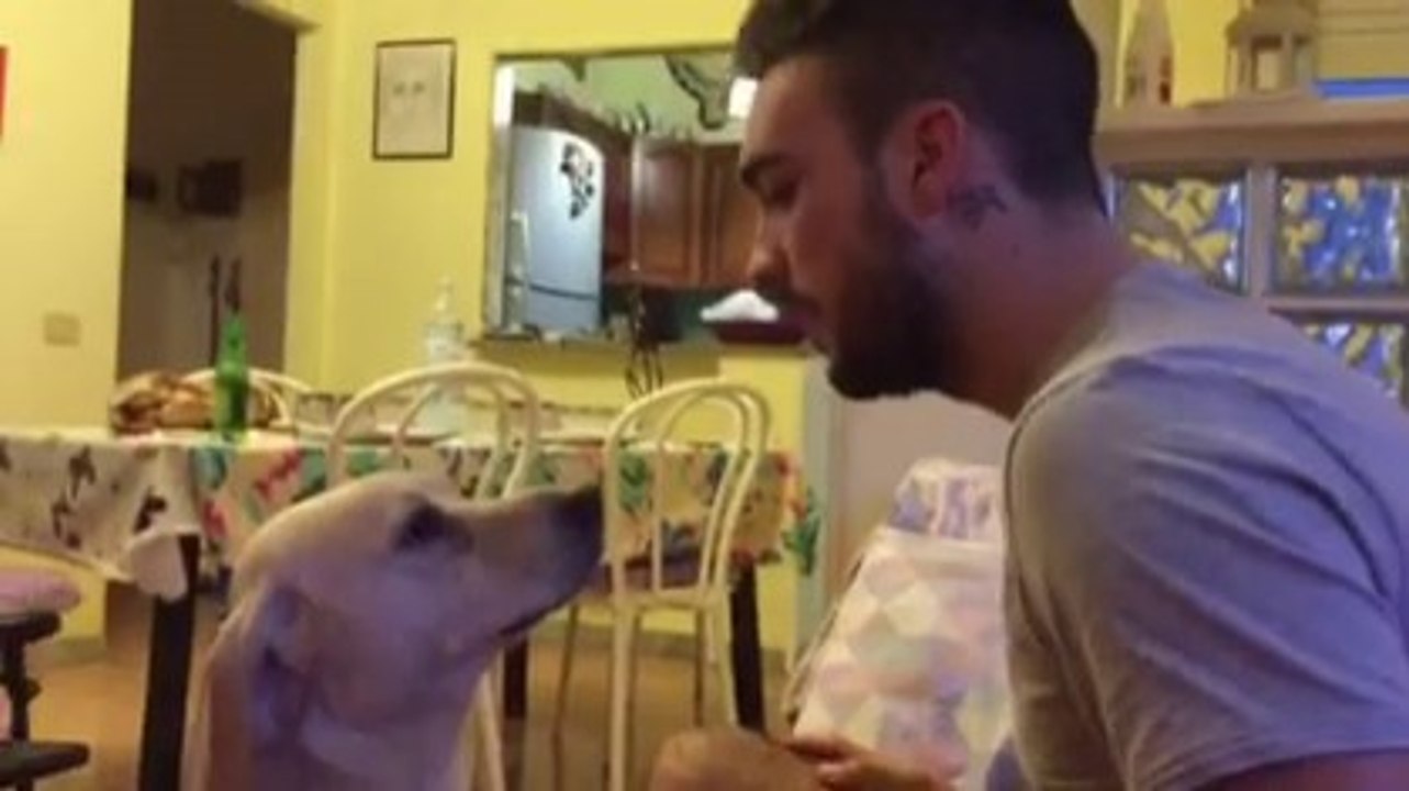 A dog ask pardon