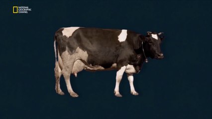 Kal Penn ile Büyük Resim: Yemek Alışkanlıkları