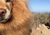 Golden Retriever Thinks He's a Lion Until Bubbles Distract Him