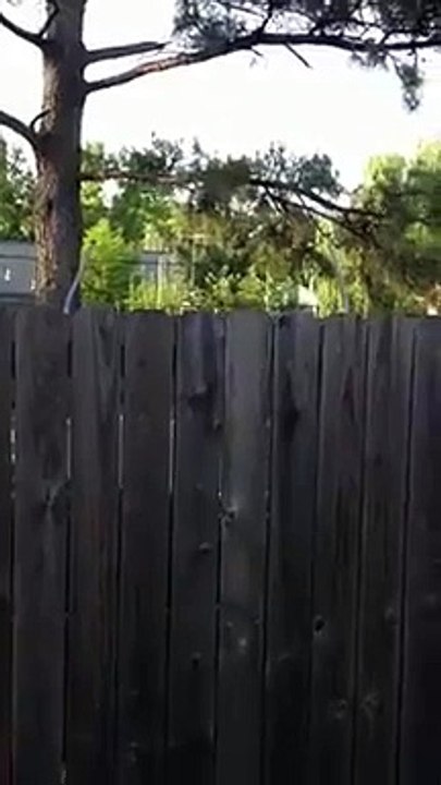 This Jumping dog is so funny