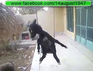 Hahahaha Gadhon K Sath Gadhon Wali Ho Gai!!!