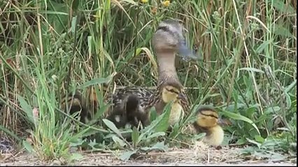 Little ducklings had fallen