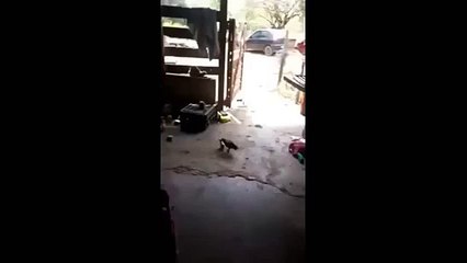 This Chick Is More Alpha Than You Will Ever Be