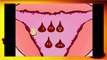 Funny menstruation animation menstrual cycle