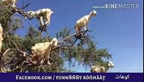 Goats climbing even harder trees