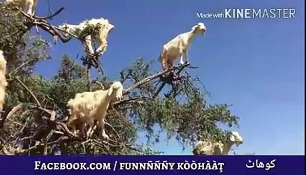 Goats climbing even harder trees