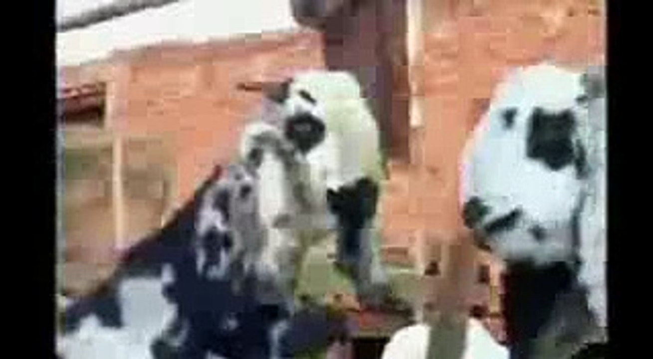 Punjabi Totay _ Bakra Mandi -
