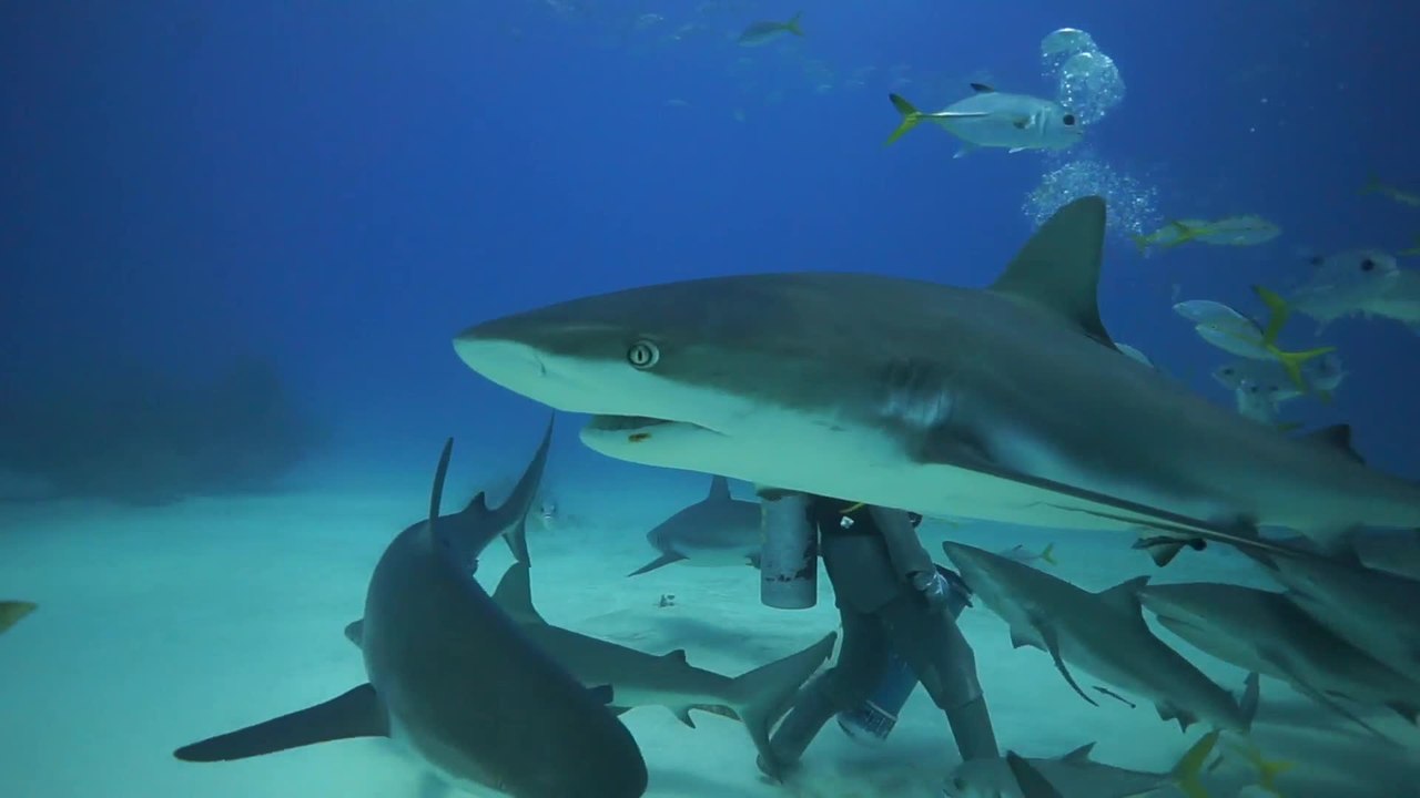 North American Scholar, Michele Felberg Feeds Sharks in the Bahamas