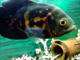 Tiger Oscar Fish Care - Food, Facts, & Behavior