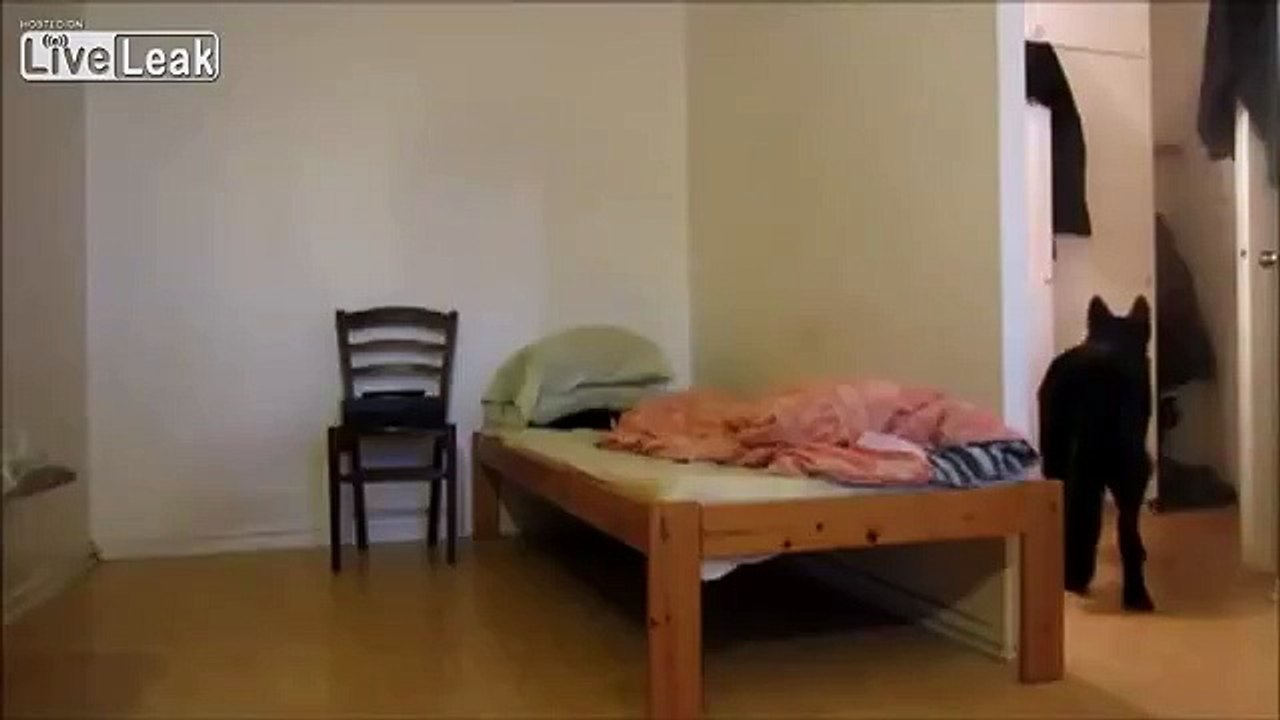 "While I'm out, don't hump the pillow, right?"