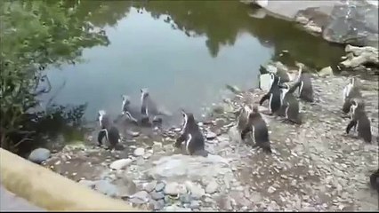 Forever alone, penguins video
