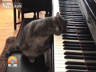 Nora the piano cat