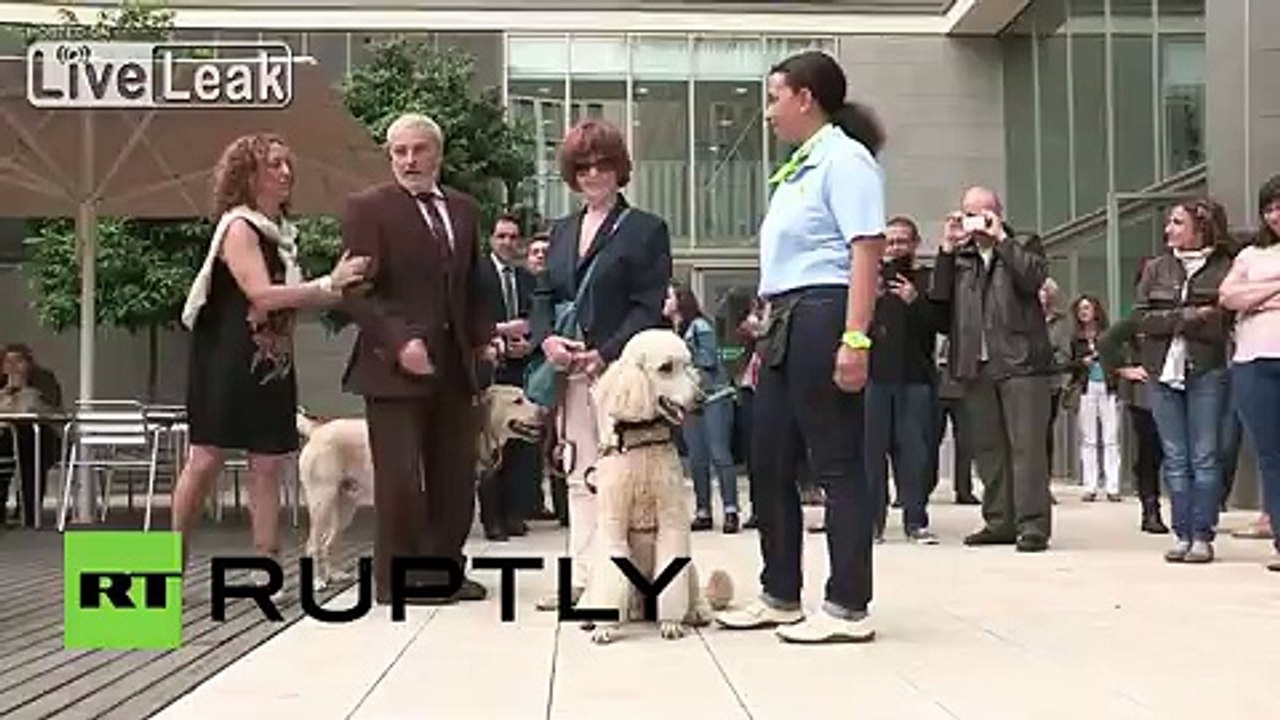 Spain: Obi-Wan, the first Poodle guide dog from Spain, graduates