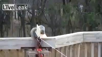 Just Another Squirrel Catapult