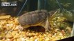 **MUST SEE** -Brutal Wsaachi Monster Turtle Live Feeding!-