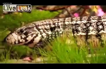 **COOL TEGU VERSUS HAMSTER** -LIVE FEEDING-