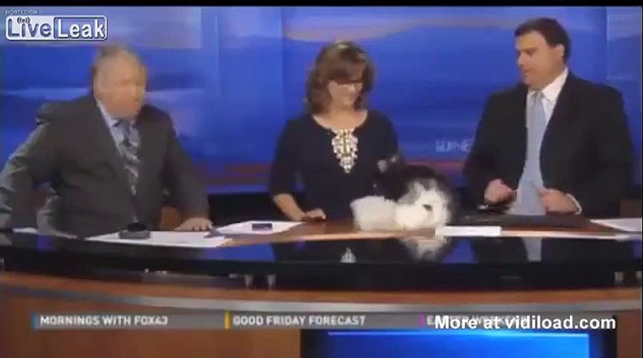 Rabbits fucking on live news