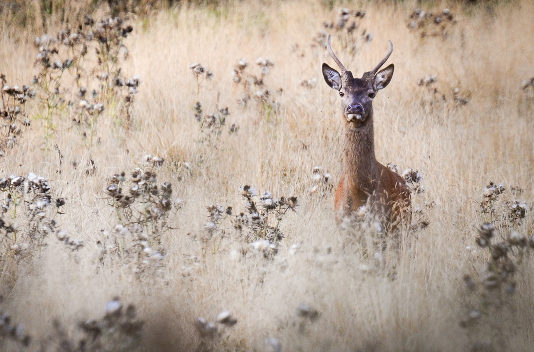 Arrivée des jeunes cerfs sur la place de brame - 09/2015
