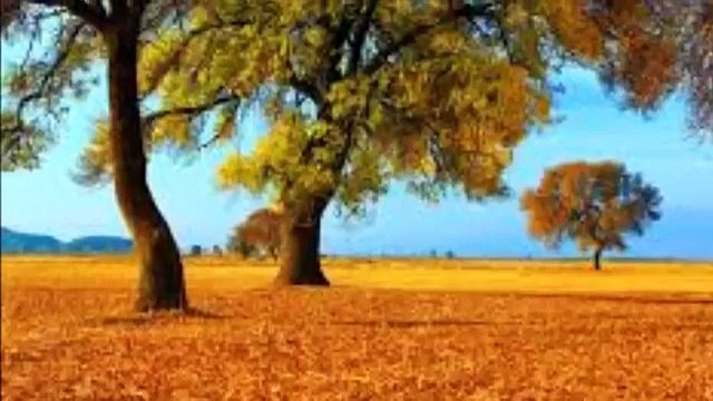 Cengizhan Sönmez Gönül Bu Neden Söz Dinlemez Ağlar