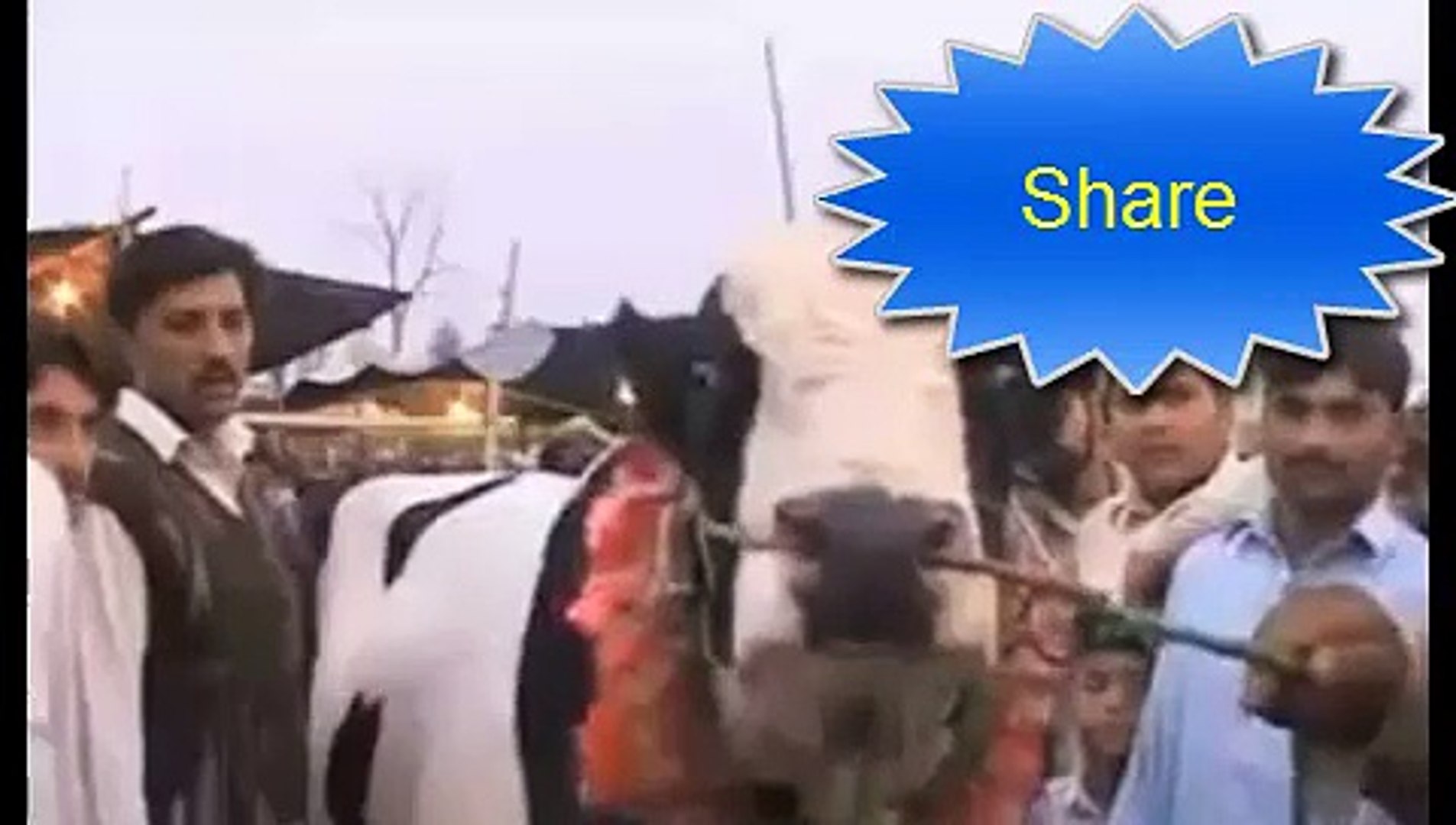 Qurbani ki Cow donkey ki awaz be nikalti ha - video Dailymotion