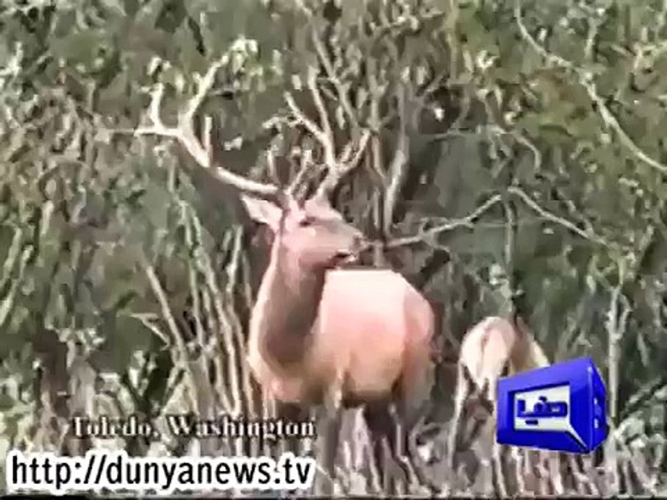 ہرن کا شکار کرنے والا خود ہرن کا شکار بن گیا، دیکھئے کیسے