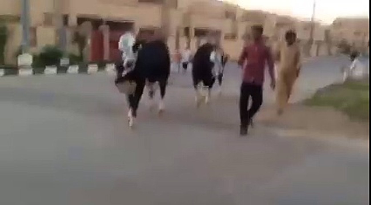 Pakistan Cattle Beauty , Eid Qurbani 2015