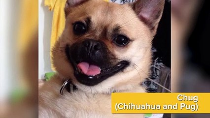 7 Crossbreed Dogs that you don't know exist