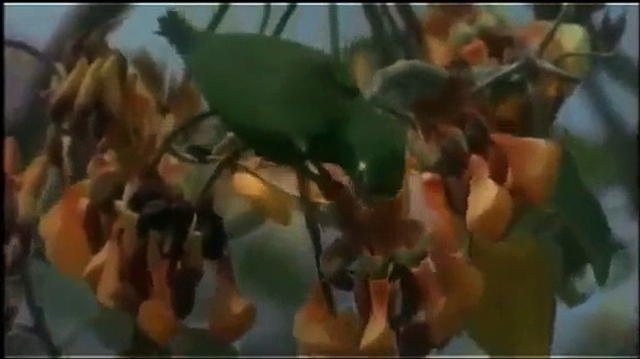 THE JAGUAR: BIG CATS - Animals/Nature/Wildlife (documentary)