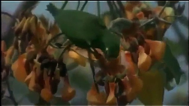 THE JAGUAR: BIG CATS - Animals/Nature/Wildlife (documentary)