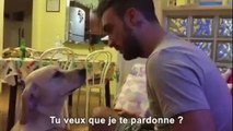 Un chien veut se faire pardonner à tout prix