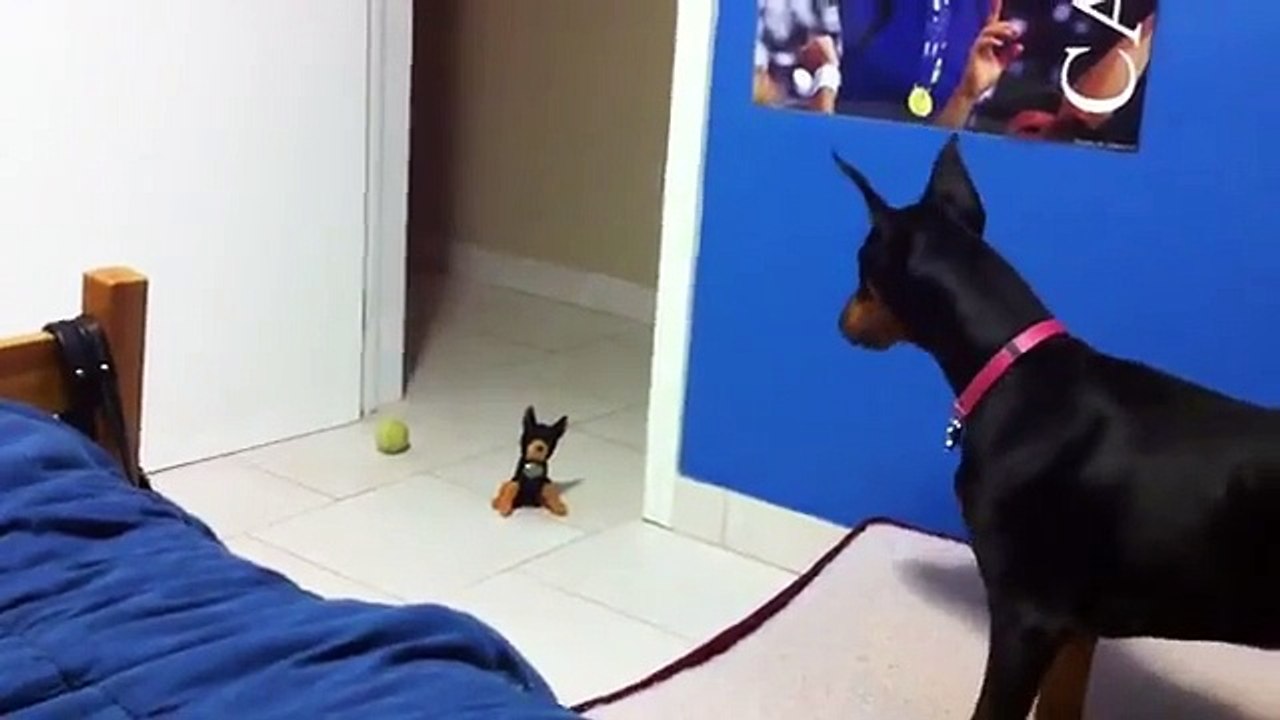 Doberman vs Funny Toy Puppy  ! - Доберман Против Игрушки - Прикол !