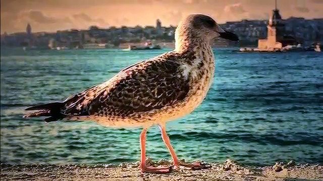 ZEKİ MÜREN KEMAN TAKSÎMİ ANLATILMAZ BİN DERT İLE GEÇİYOR ÇİLELİ ÖMRÜM