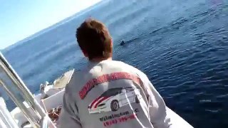 20  Ft Huge White Shark Stalks Boat on video