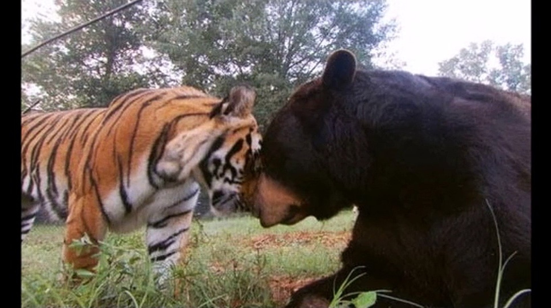 Unbelievable Animals  Friendship