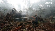 Fogo destrói florestas na Indonésia