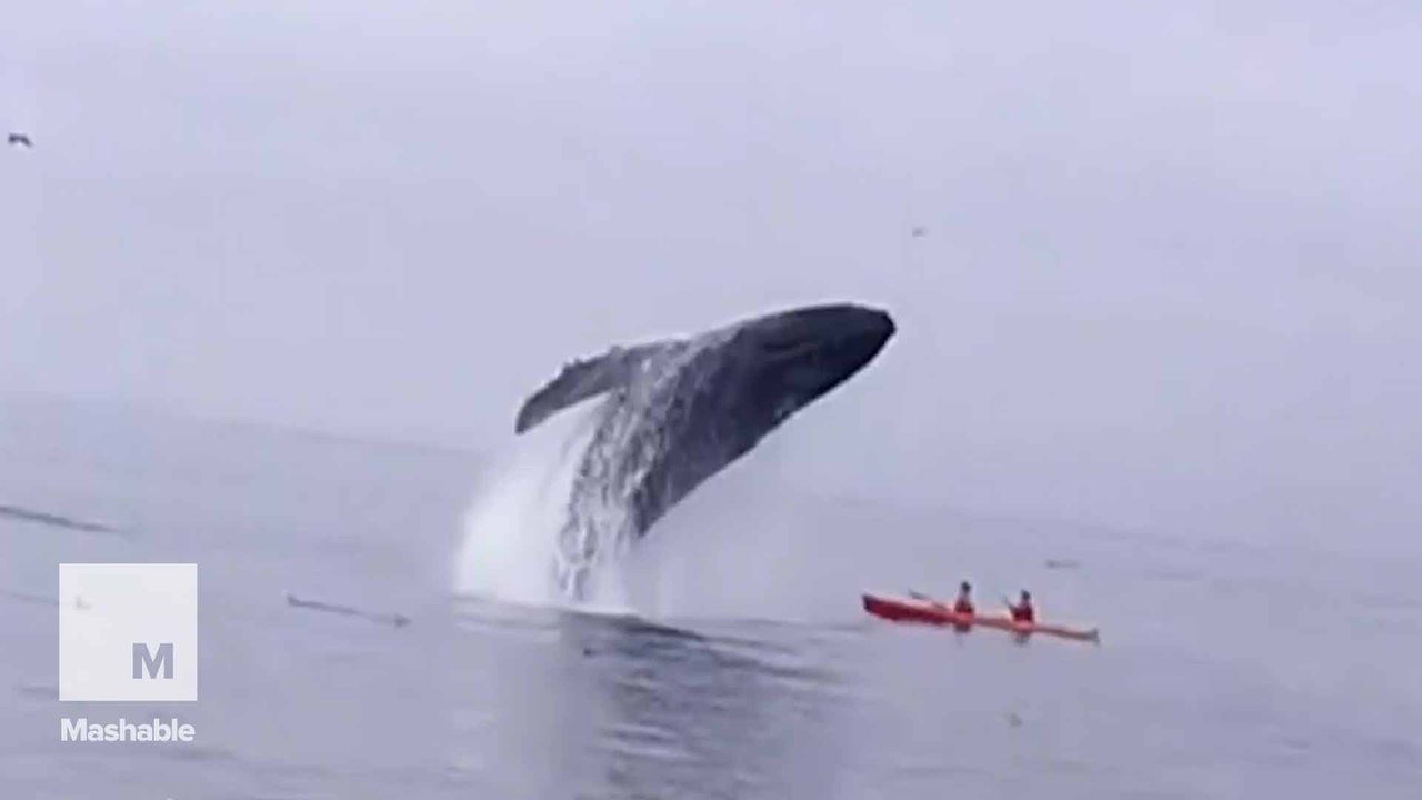 Humpback whale pops up to say hi to some unsusp...