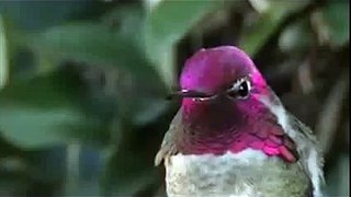 A Hummingbird Changing Colors